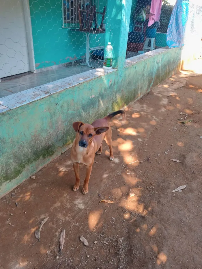 Cachorro ra a SRD-ViraLata idade 1 ano nome Caramelo