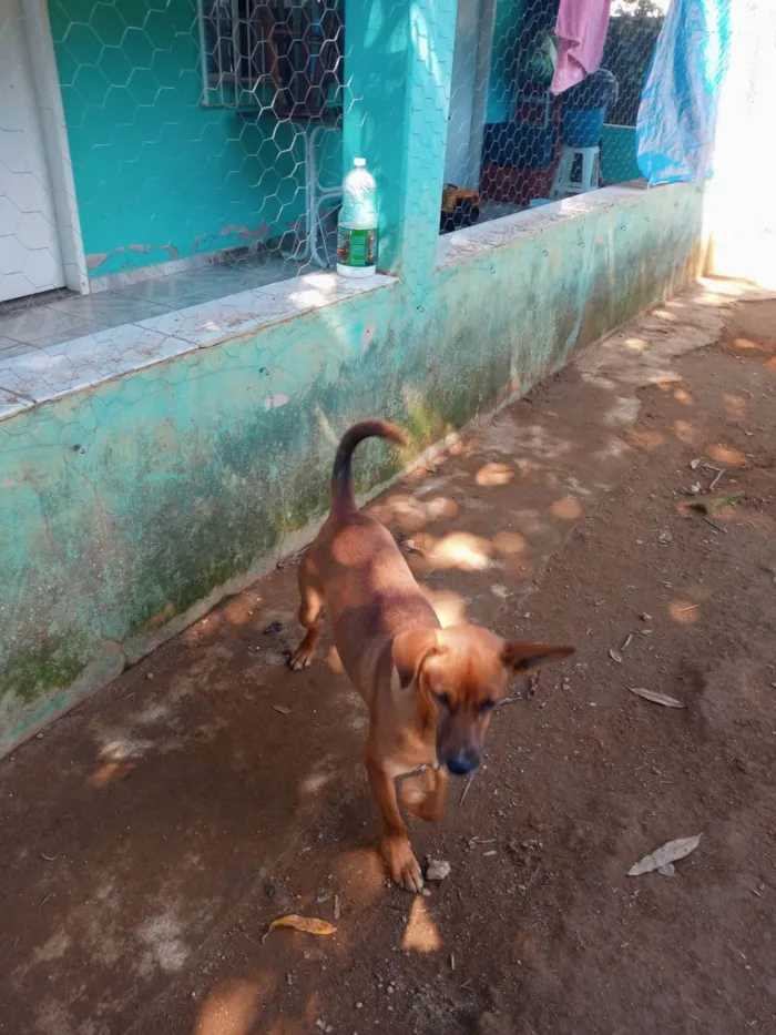 Cachorro ra a SRD-ViraLata idade 1 ano nome Caramelo