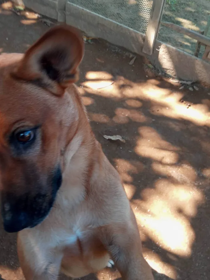 Cachorro ra a SRD-ViraLata idade 1 ano nome Caramelo