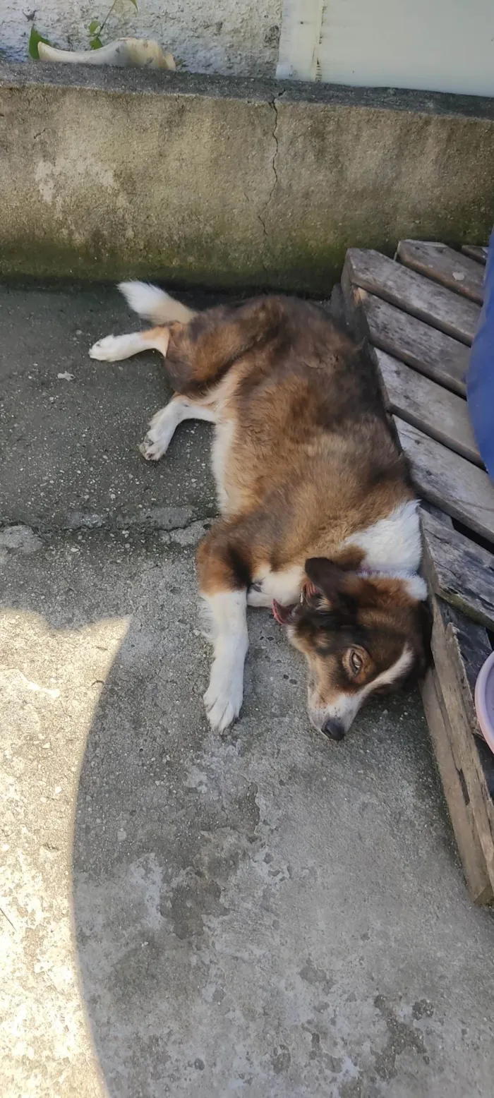 Cachorro ra a  idade 6 ou mais anos nome Gema