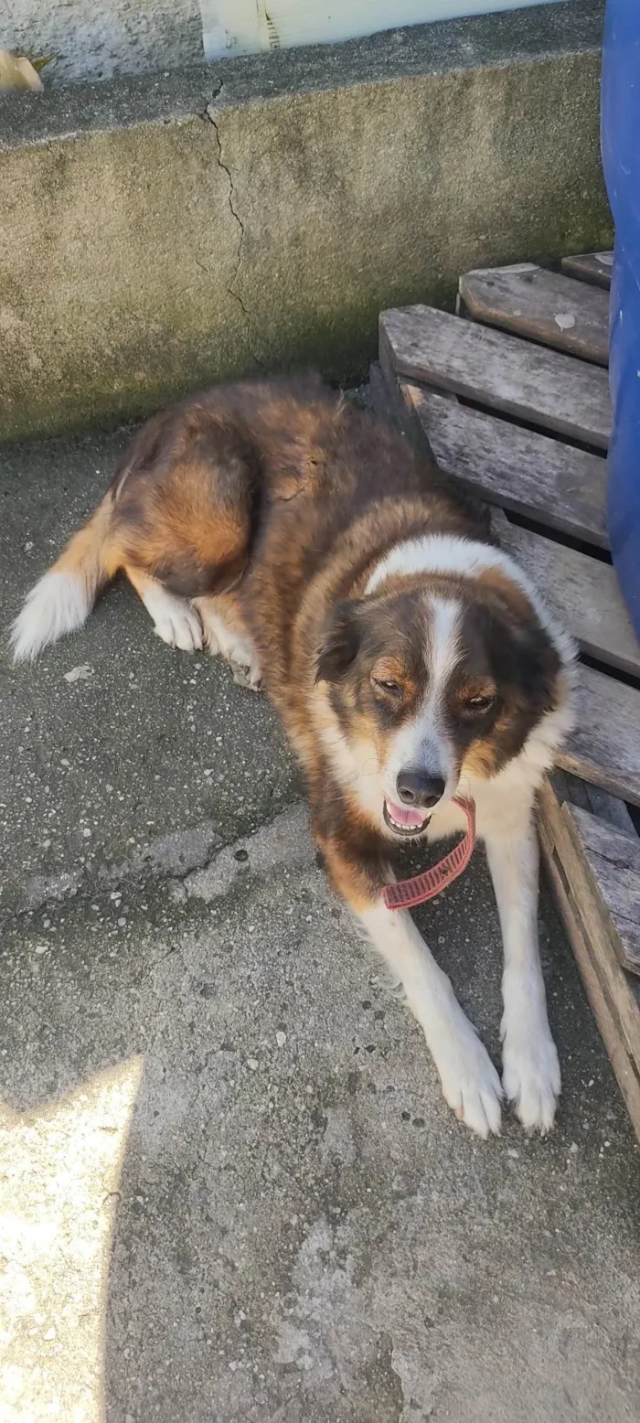 Cachorro ra a  idade 6 ou mais anos nome Gema