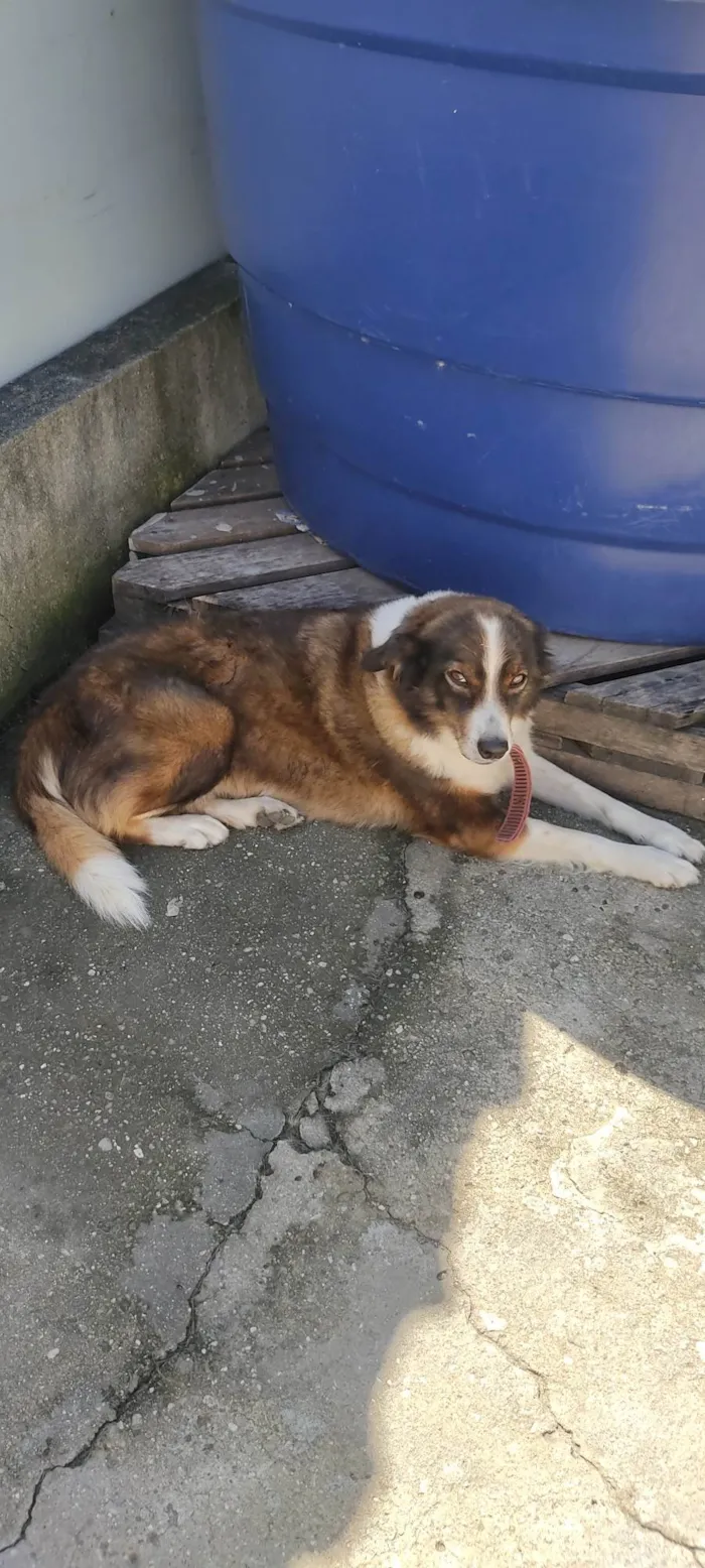 Cachorro ra a  idade 6 ou mais anos nome Gema