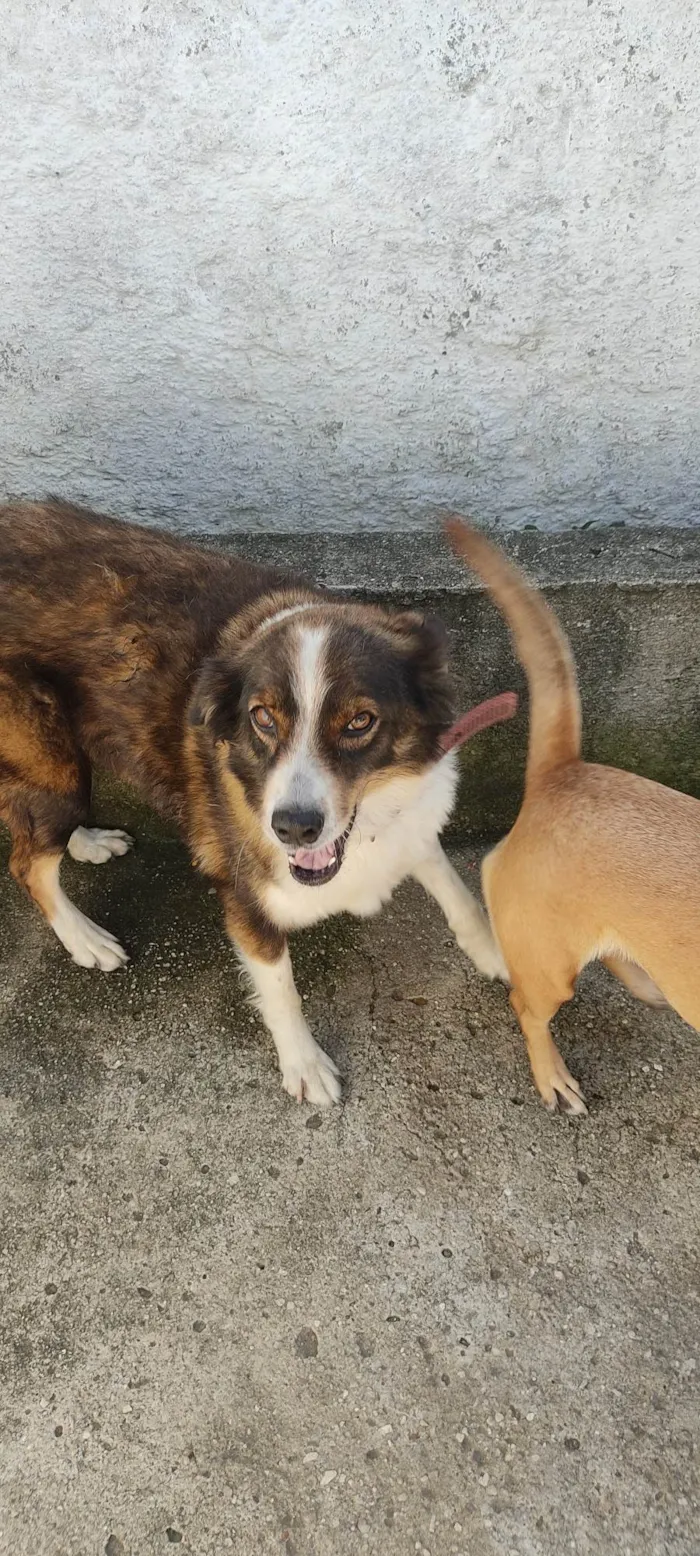 Cachorro ra a  idade 6 ou mais anos nome Gema