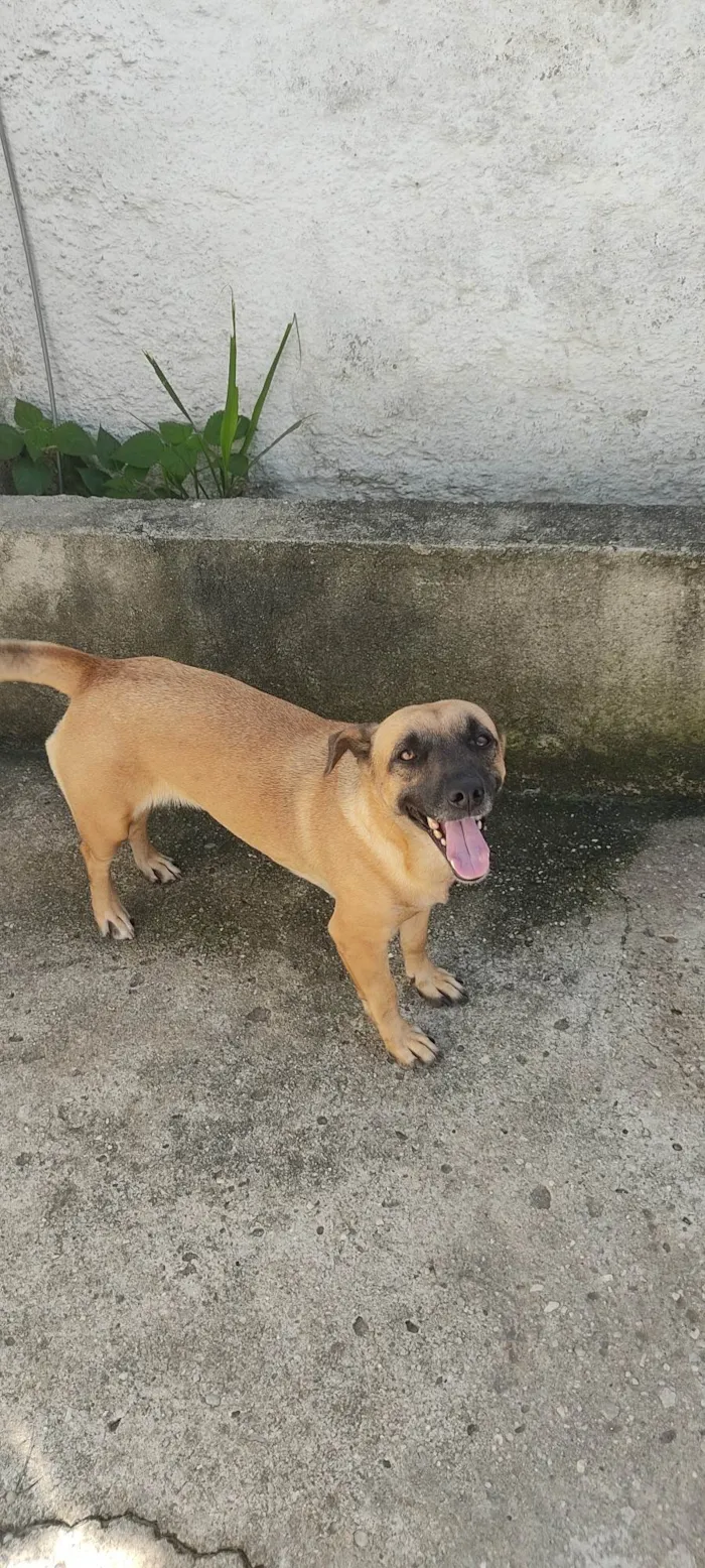 Cachorro ra a  idade 3 anos nome Linda