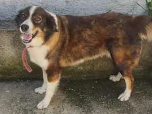 Cachorro raça  idade 6 ou mais anos nome Gema