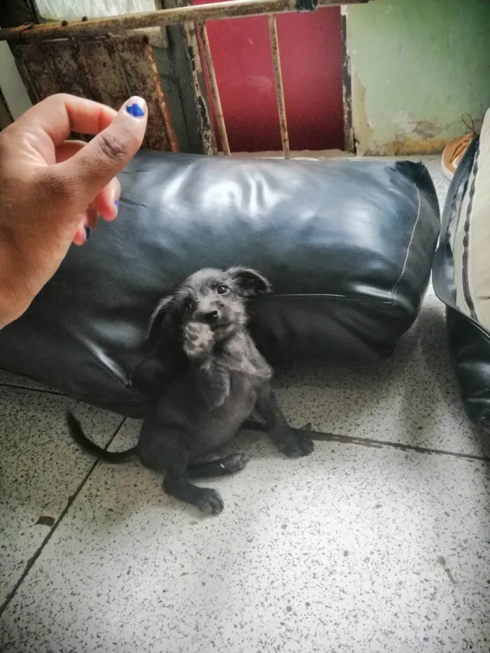 Cachorro ra a  idade 2 a 6 meses nome Ainda não tem nome