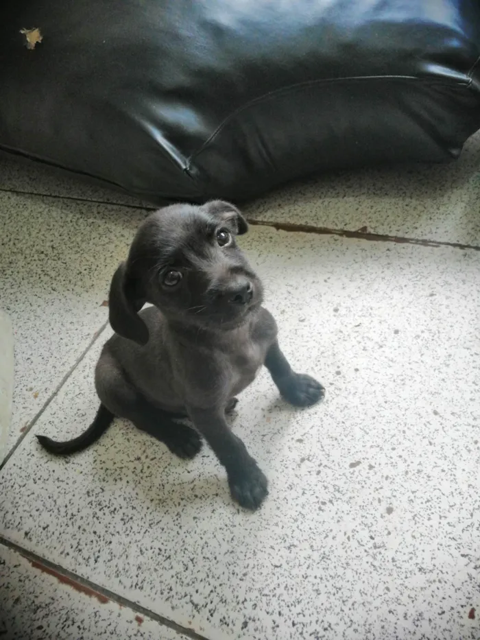 Cachorro ra a  idade 2 a 6 meses nome Ainda não tem nome