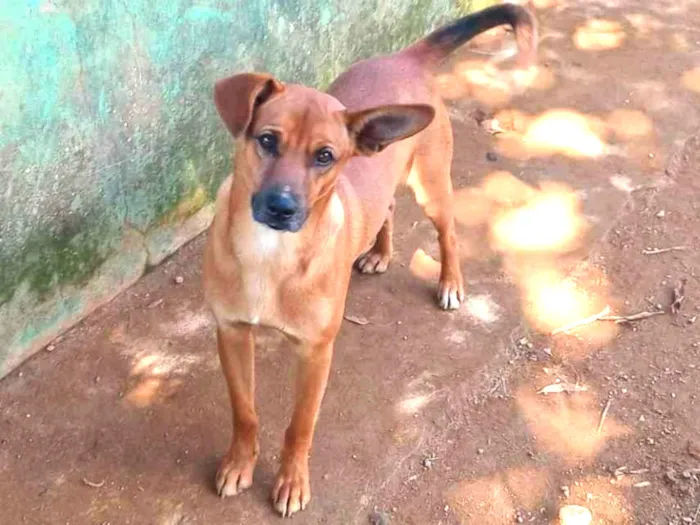 Cachorro ra a SRD-ViraLata idade 1 ano nome Caramelo