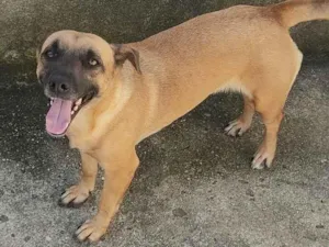 Cachorro raça  idade 3 anos nome Linda