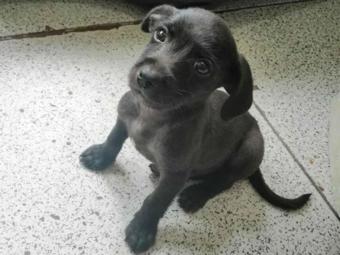 Cachorro ra a  idade 2 a 6 meses nome Ainda não tem nome