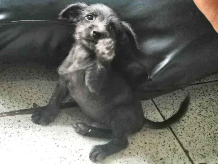 Cachorro ra a  idade 2 a 6 meses nome Ainda não tem nome