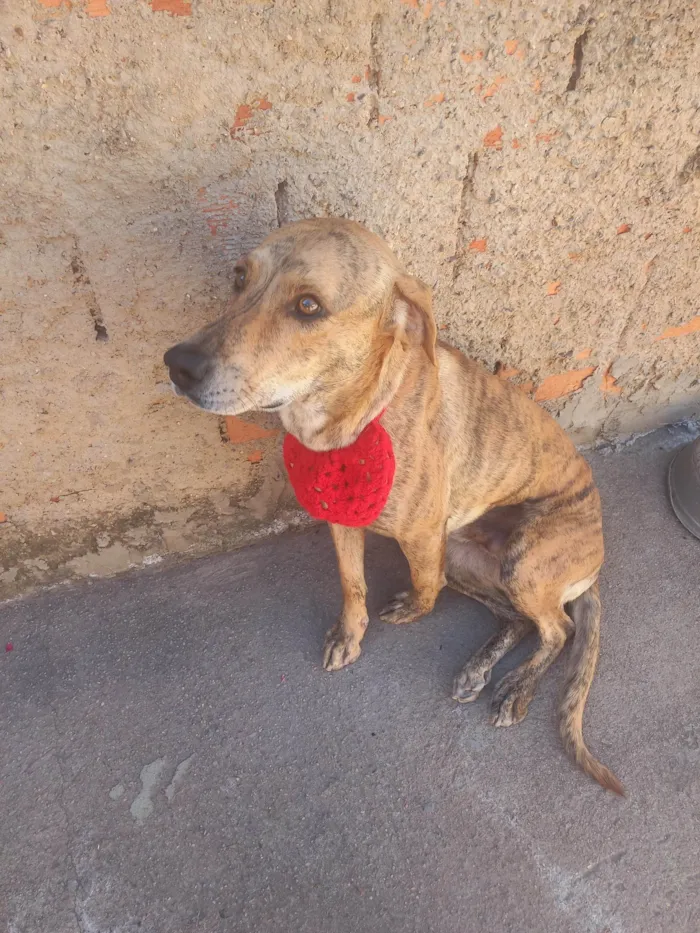 Cachorro ra a SRD-ViraLata idade 6 ou mais anos nome Bob