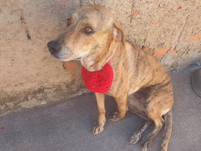 Cachorro ra a SRD-ViraLata idade 6 ou mais anos nome Bob