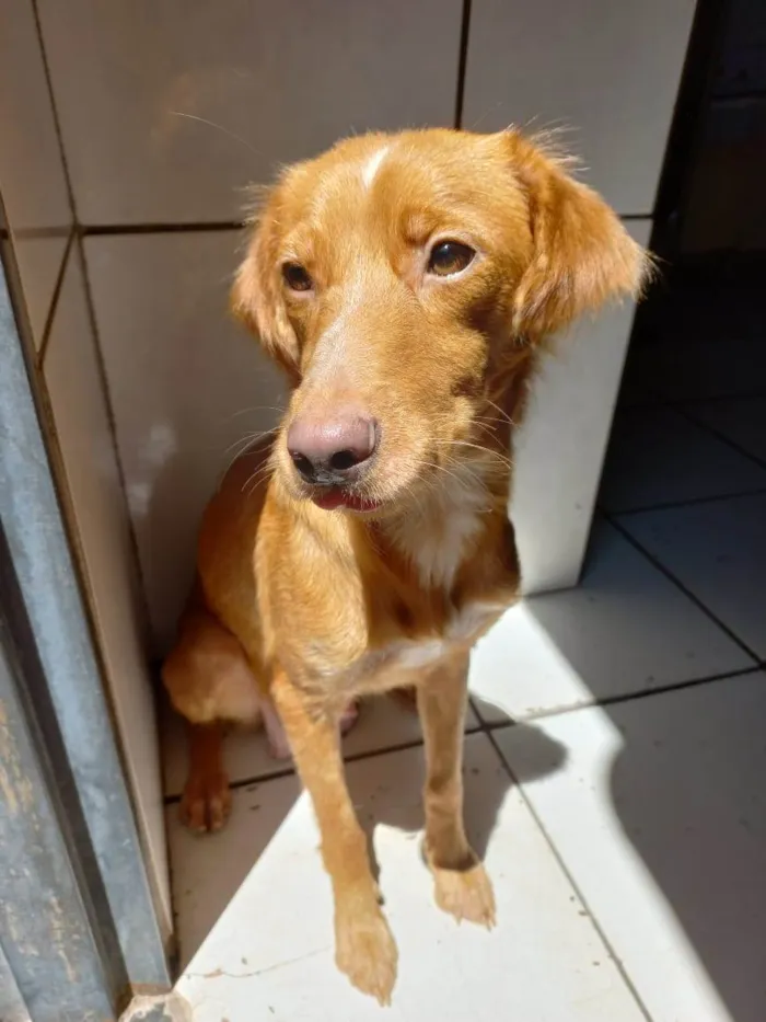 Cachorro ra a SRD-ViraLata idade 1 ano nome PÉROLA