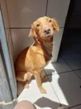 PÉROLA