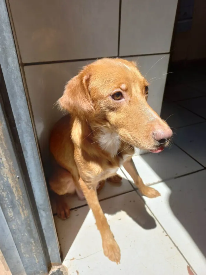 Cachorro ra a SRD-ViraLata idade 1 ano nome PÉROLA