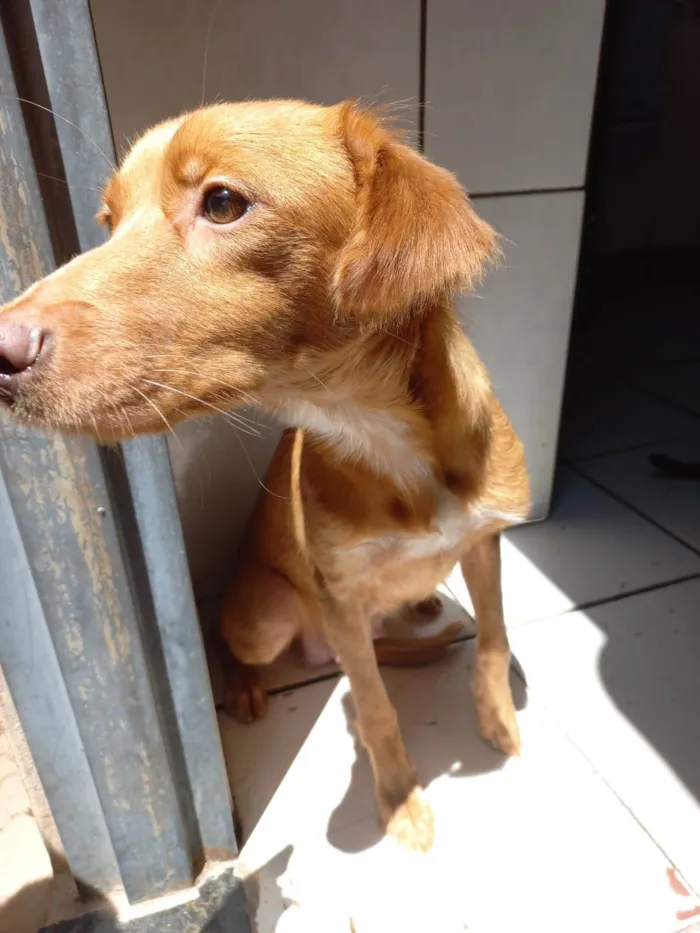 Cachorro ra a SRD-ViraLata idade 1 ano nome PÉROLA