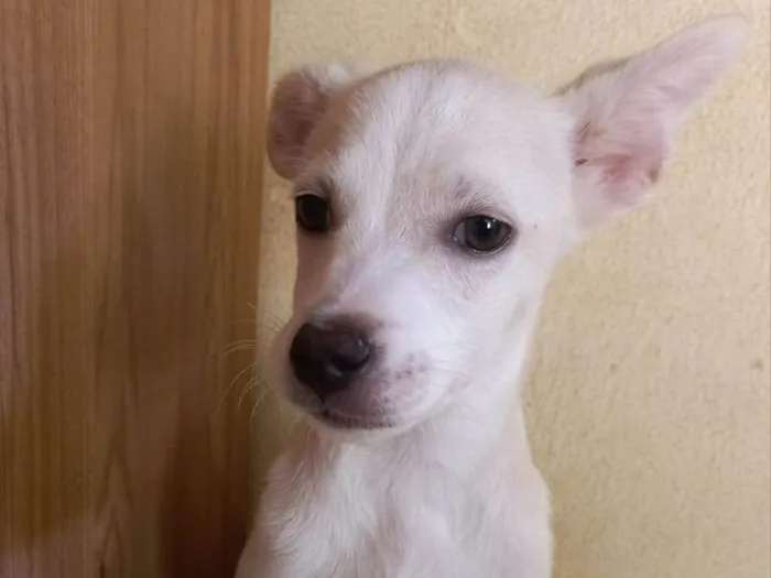 Cachorro ra a SRD-ViraLata idade 2 a 6 meses nome SEM NOME