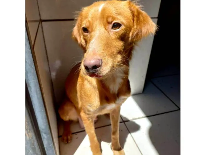 Cachorro ra a SRD-ViraLata idade 1 ano nome PÉROLA