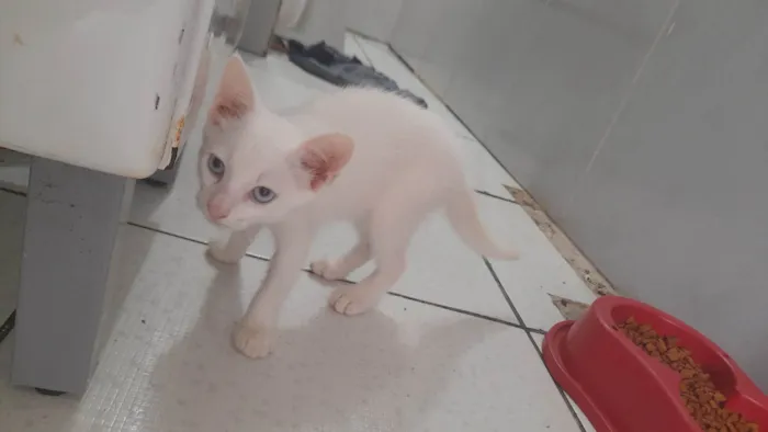 Gato ra a SRD-ViraLata idade Abaixo de 2 meses nome Elza 