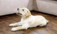 Cachorro raça Labrador idade 2 a 6 meses nome Bartolomeu