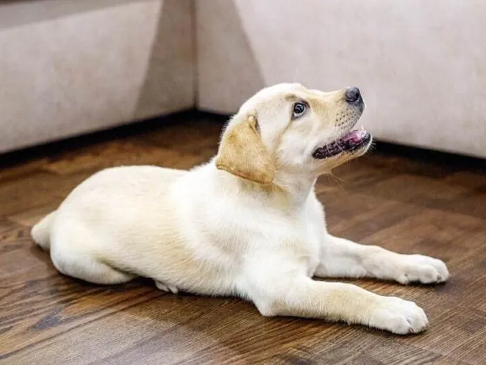 Cachorro raça Labrador idade 2 a 6 meses nome Bartolomeu