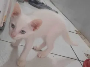Gato raça SRD-ViraLata idade Abaixo de 2 meses nome Elza 