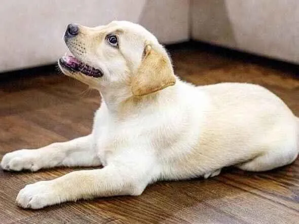Cachorro raça Labrador idade 2 a 6 meses nome Bartolomeu