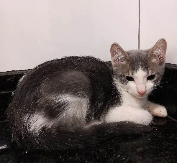 Gato ra a SRD-ViraLata idade 2 a 6 meses nome Lila