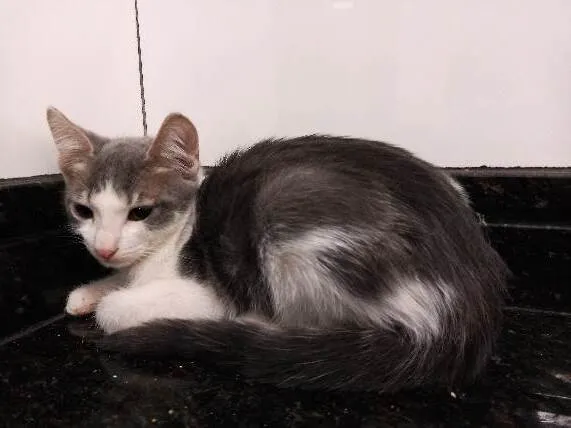 Gato ra a SRD-ViraLata idade 2 a 6 meses nome Lila