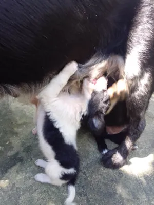 Cachorro raça  idade 2 a 6 meses nome Pretinhos