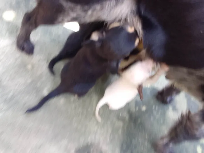 Cachorro ra a  idade 2 a 6 meses nome Pretinhos