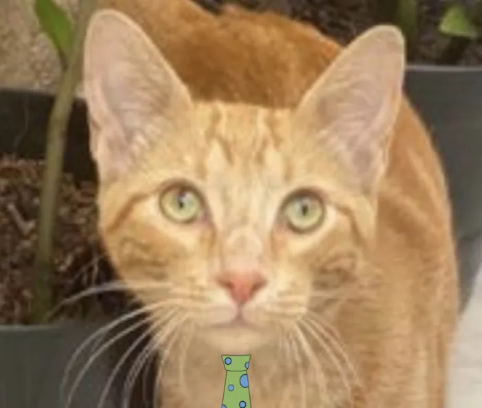 Gato ra a Mestico  idade 2 a 6 meses nome Jorge 