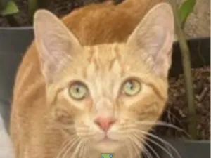 Gato raça Mestico  idade 2 a 6 meses nome Jorge 