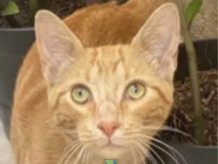 Gato ra a Mestico  idade 2 a 6 meses nome Jorge 