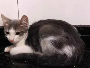 Gato raça SRD-ViraLata idade 2 a 6 meses nome Lila