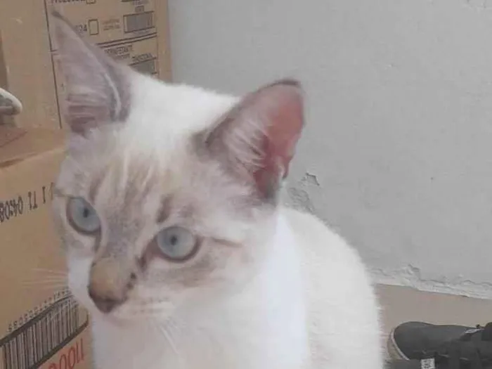 Gato ra a SRD-ViraLata idade 2 a 6 meses nome Gatinha sem nome 