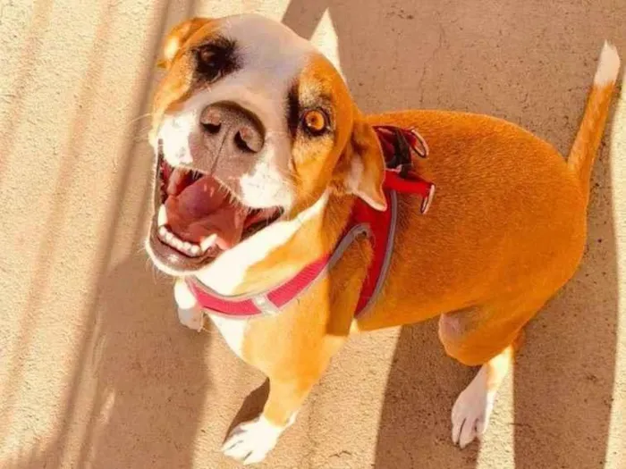 Cachorro ra a Pitbul idade 1 ano nome Leonora 