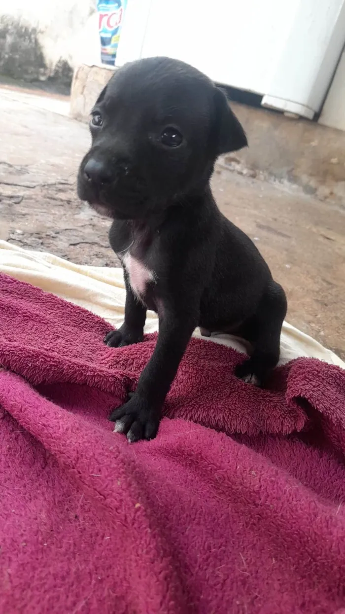 Cachorro ra a SRD-ViraLata idade 2 a 6 meses nome Billy