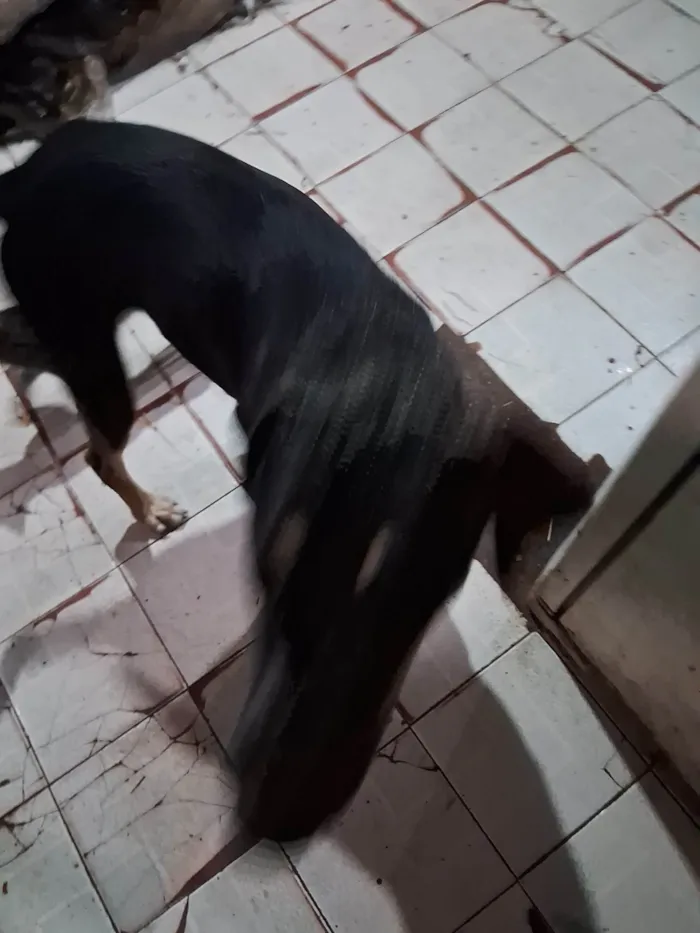 Cachorro ra a Srd idade 3 anos nome Não tem