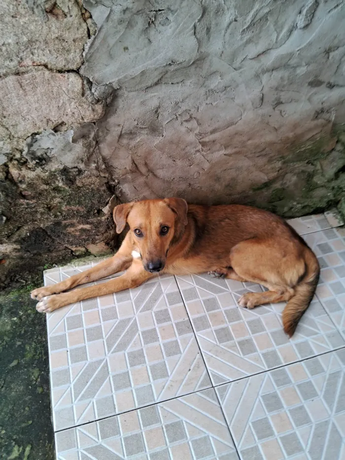 Cachorro ra a Srd idade 3 anos nome Não tem