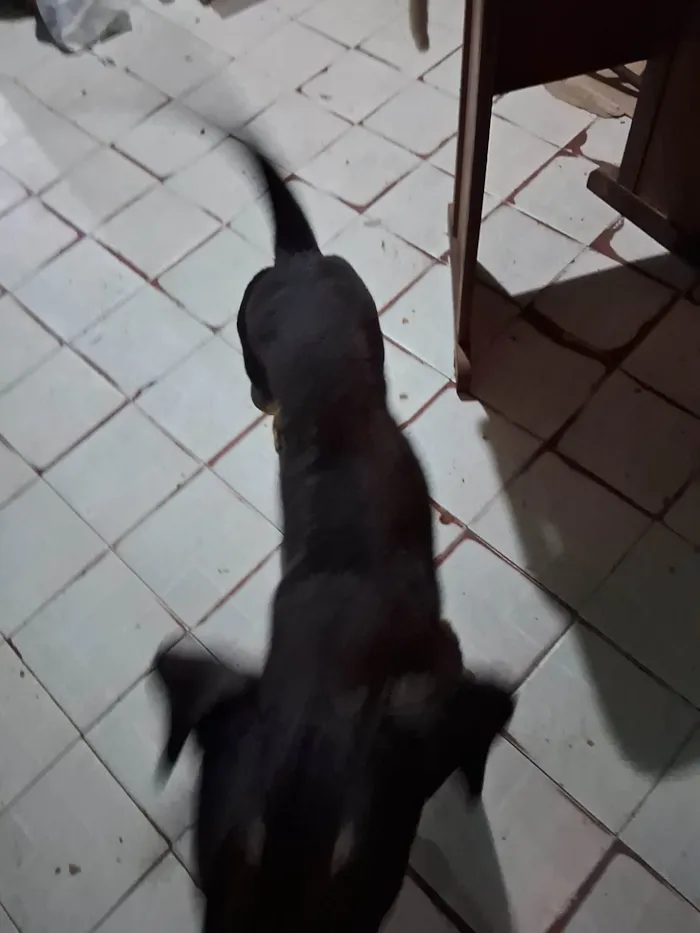 Cachorro ra a Srd idade 3 anos nome Não tem