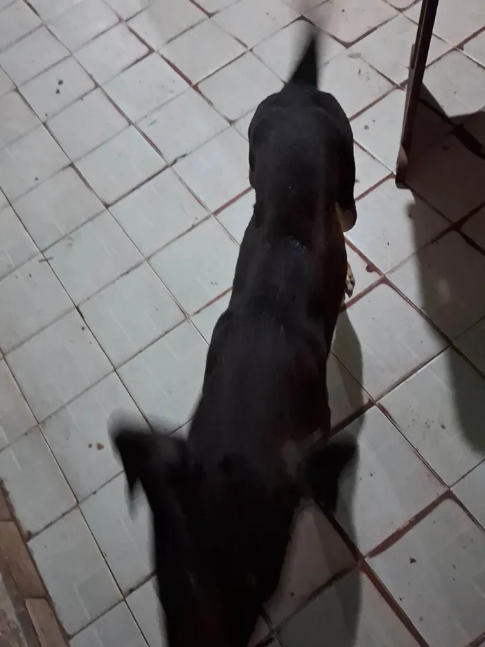 Cachorro ra a Srd idade 3 anos nome Não tem