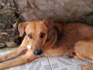 Cachorro raça Srd vira lata idade 4 anos nome Não tem 