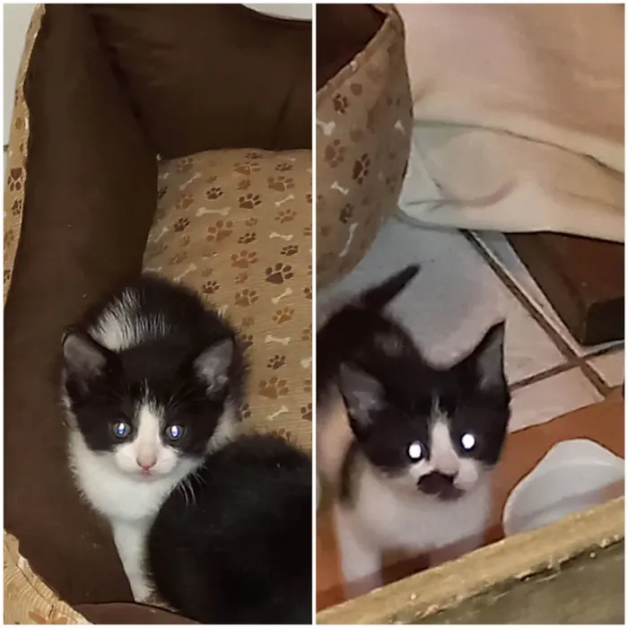 Gato raça  idade 2 a 6 meses nome Macho e Fêmea 
