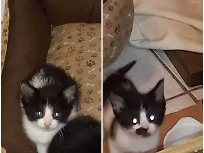 Gato raça  idade 2 a 6 meses nome Macho e Fêmea 