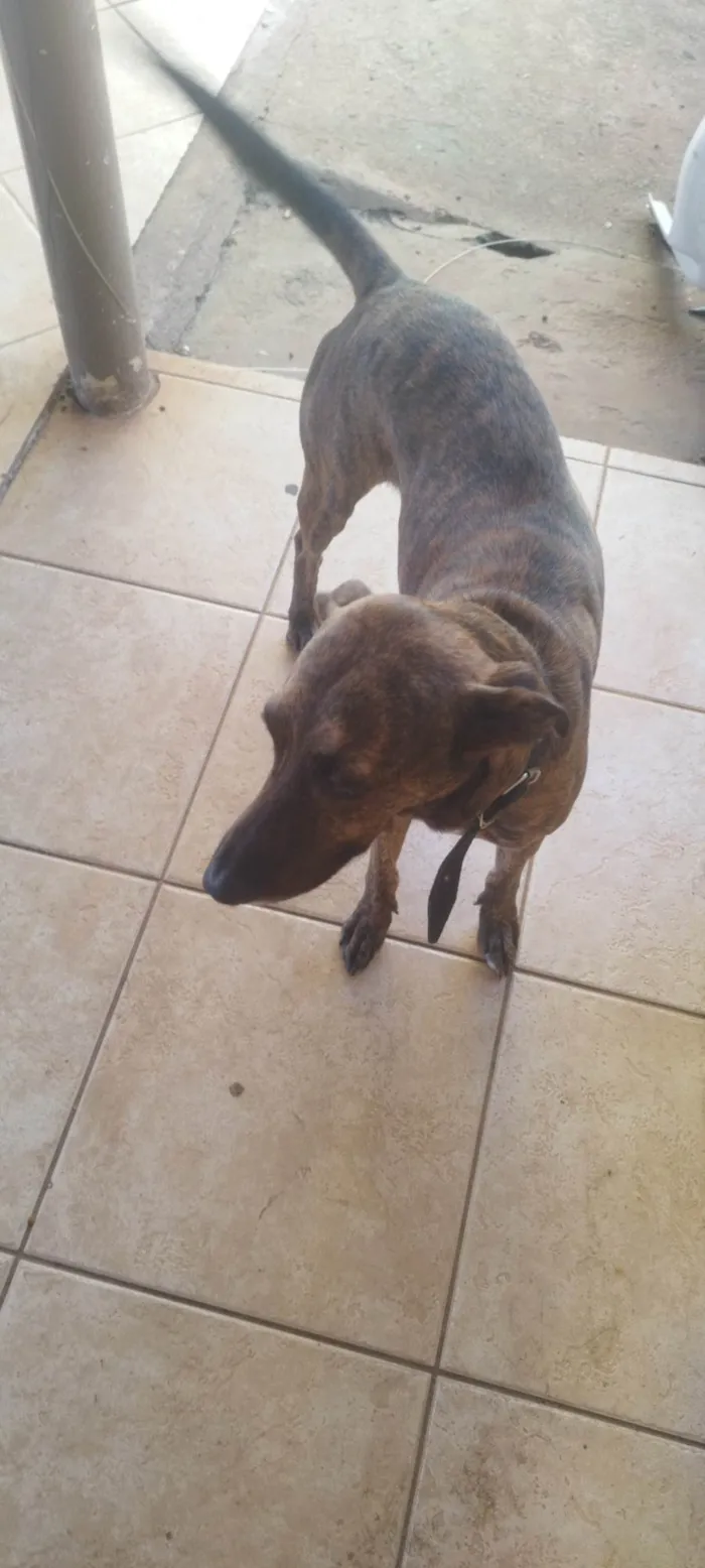 Cachorro ra a SRD-ViraLata idade 5 anos nome Pantero