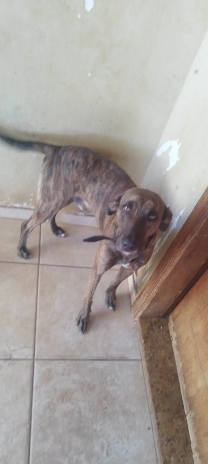 Cachorro ra a SRD-ViraLata idade 5 anos nome Pantero