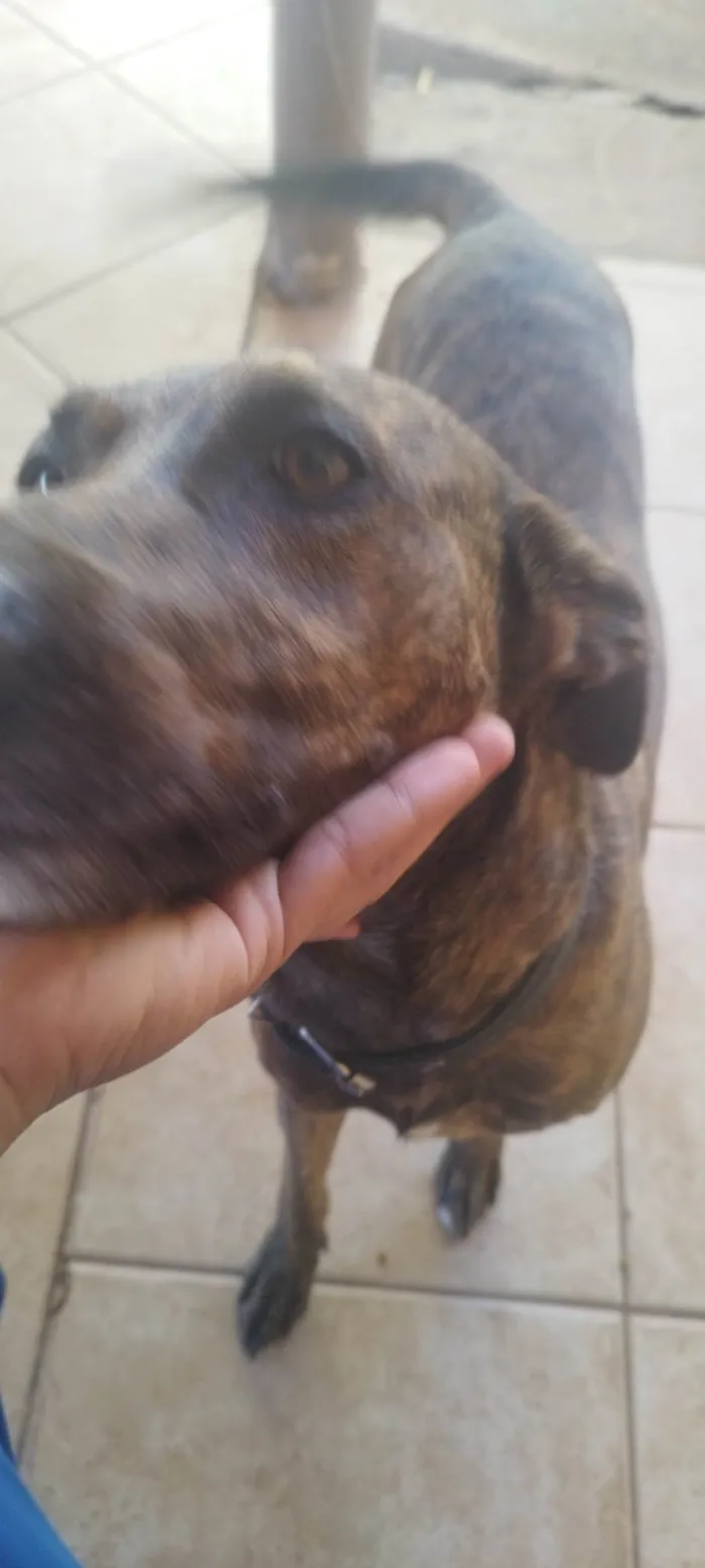 Cachorro ra a SRD-ViraLata idade 5 anos nome Pantero