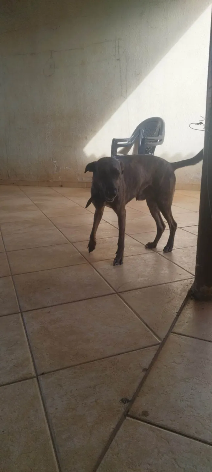Cachorro ra a SRD-ViraLata idade 5 anos nome Pantero